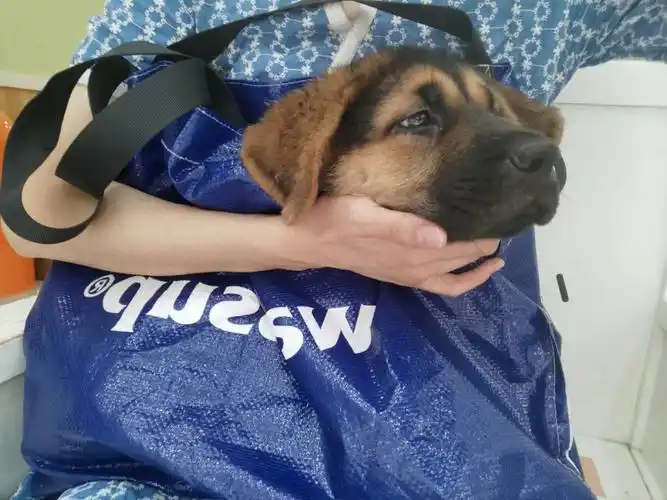 狗哥小时候真是可可爱爱,小小的身躯好像承受不住他的大脑袋一样