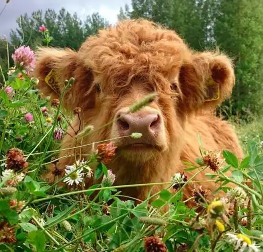 苏格兰高地牛,一卖萌起来网友全萌翻!