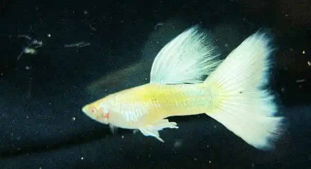 细说孔雀鱼品种,从纹理到体色,几十个品种并不难区分