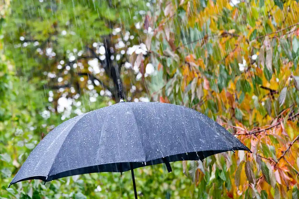 伞的细节,详细的黑色雨伞在雨中