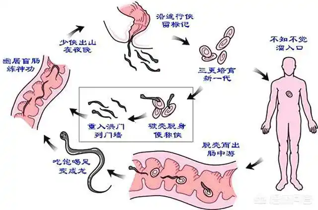 蛔虫在感染人体后成虫会游走到肛门附近排卵,然后蛔虫卵会随着粪便