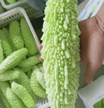 福建漳州苦瓜白苦,白珍珠,量大从优现摘现发 来电有惊喜