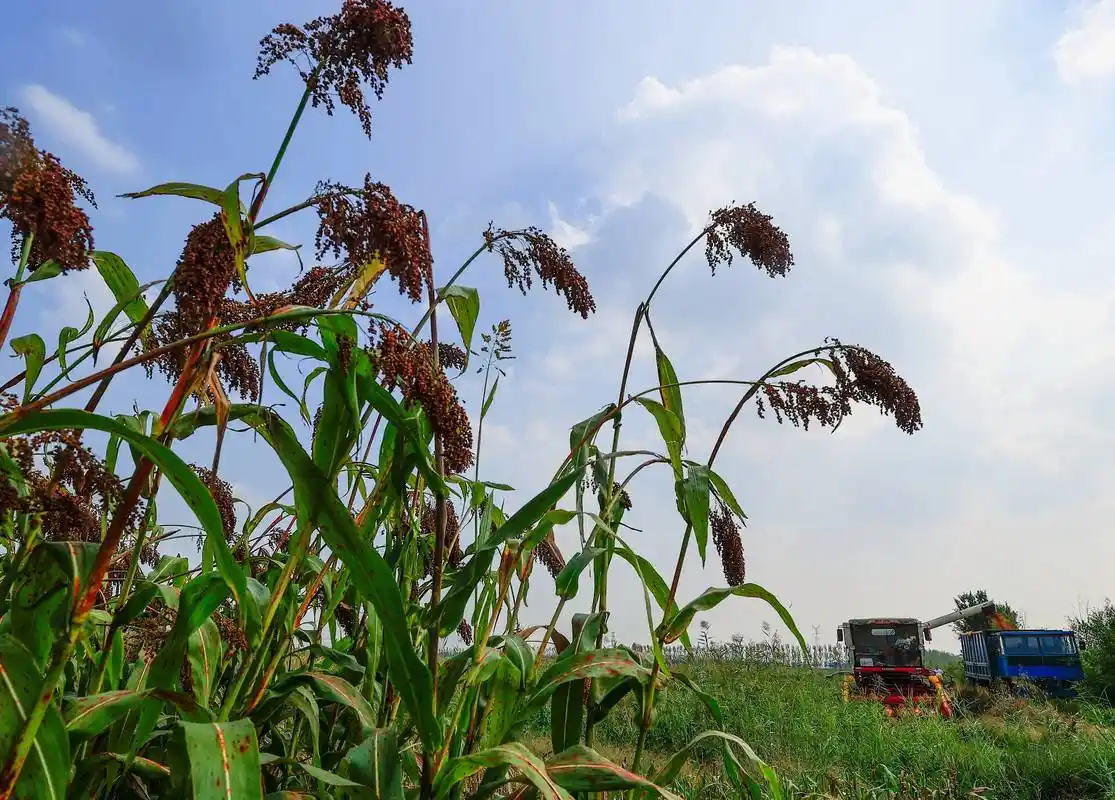 河北丰南:金秋高粱红