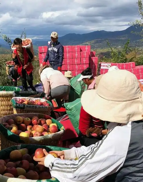 泸沽湖宁蒗2700丑苹果