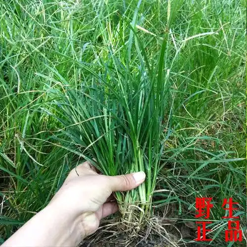 新鲜野生牛筋草500g 中草药千千踏忝仔草韧躬草蟋蟀草千人拔