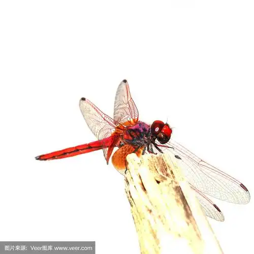 红蜻蜓孤立的白色背景.
