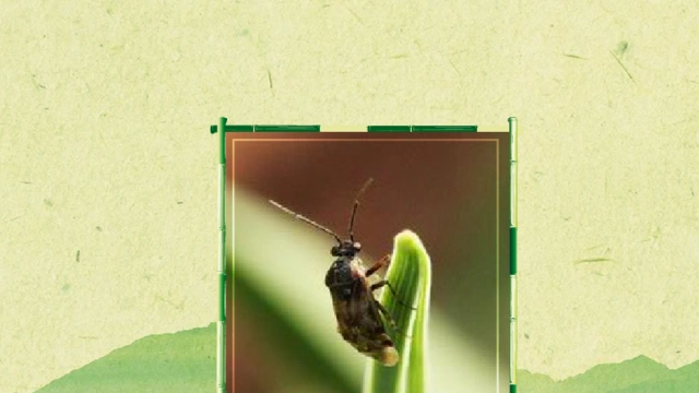 这样  00:45  来源:好看视频-原来微小花蝽长这样 3原来花蝽科长这样