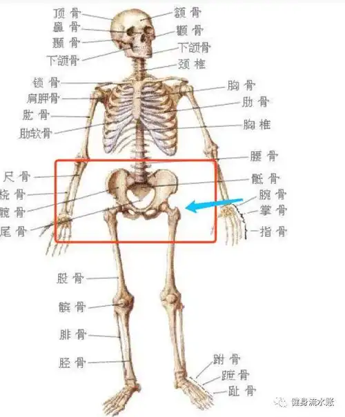 在胯的下半部分,也就是臀线的位置,这部分突出严重,才是假胯宽啊~~~假