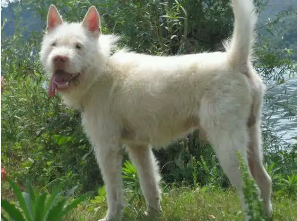 土是土,但是够厉害,细数十大土狗