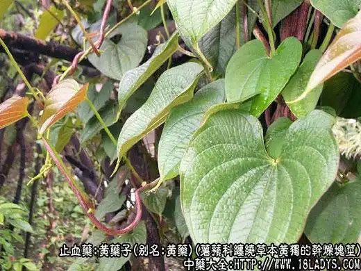 黄药子图片_黄药子的功效与作用 - 中药大全