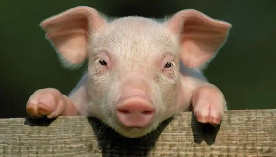 威尔特郡一个农场发生火灾,农场内2头母猪,18头小猪仔被消防员救出