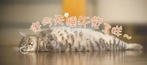 你今天睡午觉了咩-专题banner 猫咪 喵 文字设计
