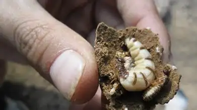 白蚁蚁后能不能泡酒喝 有什么作用?