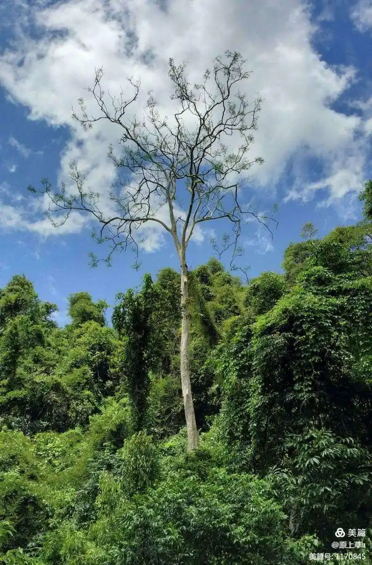 木秀于林纪念我的舅父古念良逝世31周年