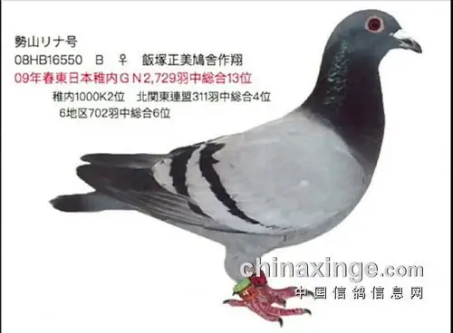 外血名系之日本势山鸽系欣赏