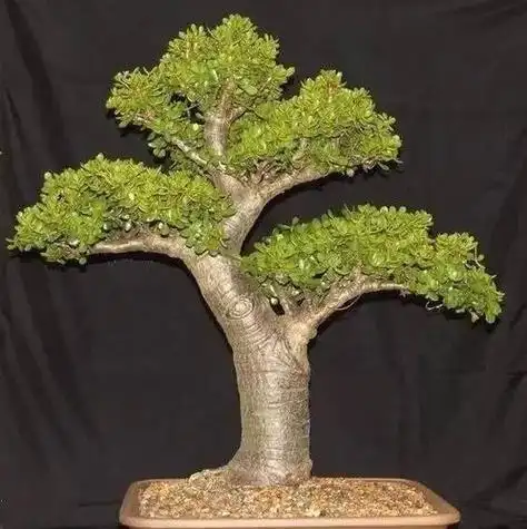 玉树图片盆景及价格