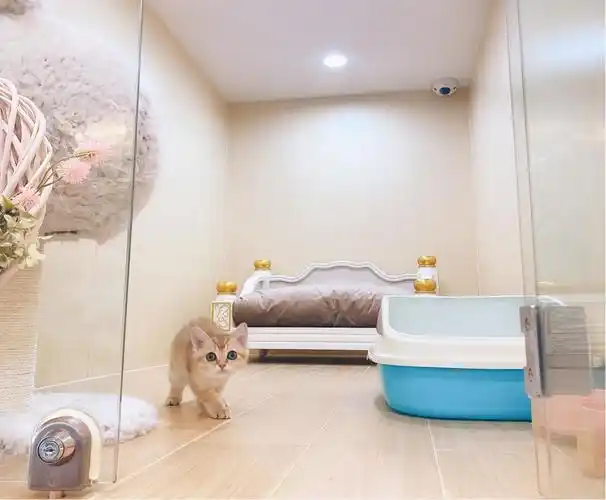 培森童话世界25种梦幻风格的猫咪房间你选好了吗