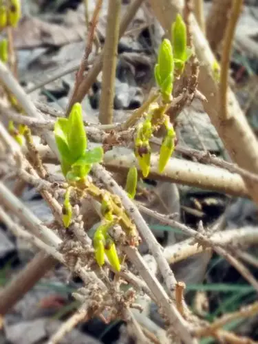 迎春花还没有开放,它们仍然是一个个小巧玲珑的花苞,但又十分饱满.