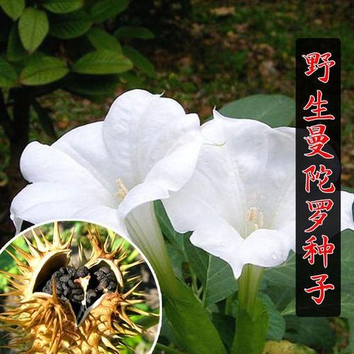 野生曼陀罗花种子 散装花卉四季醉心花白花曼陀罗种籽庭院盆栽