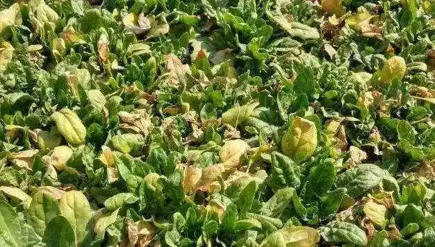 蔬菜施肥过量后的种种表现可不要盲目施肥