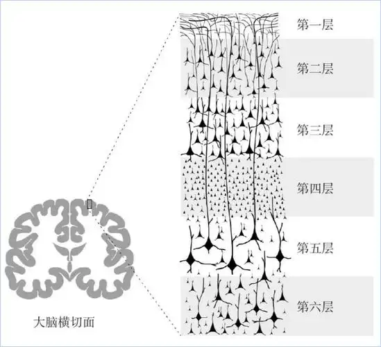 a1–2六层大脑皮质横切面
