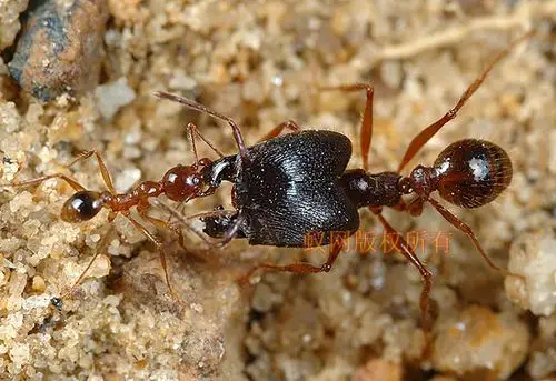 图注: 中华大头蚁的工蚁尝试拉动兵蚁去目的地(worker ant is pulling