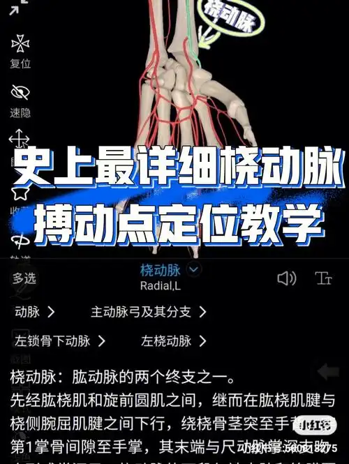 想要了解桡动脉搏动最强点,就必须了解桡动脉在解剖上的位置(建议下载