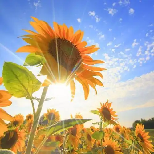 1."阳光心态,阳光人生"主题教育