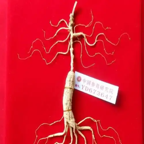 东北长白山林下野山参40年野生人参灵阳参移山参