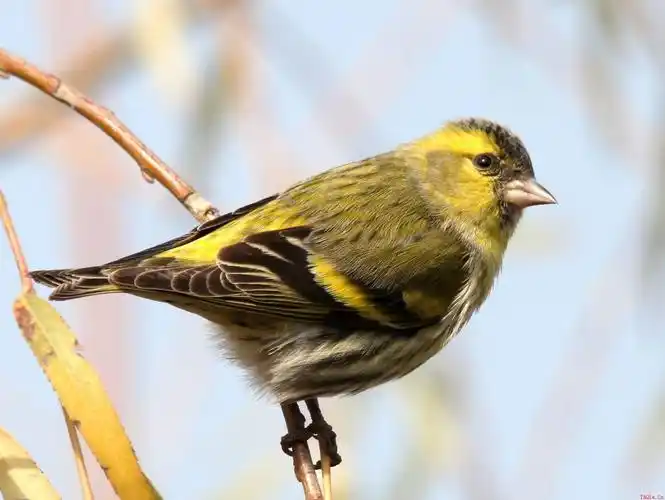 黄雀鸟的挑选及讲究 精品黄雀鸟的挑选