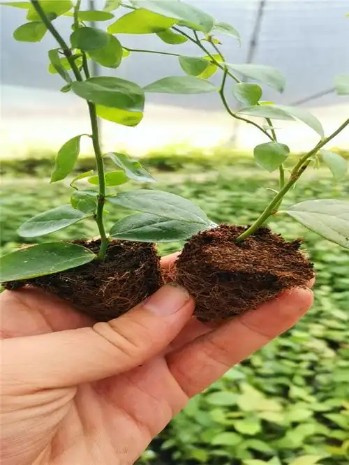 莱宝蓝莓苗出售