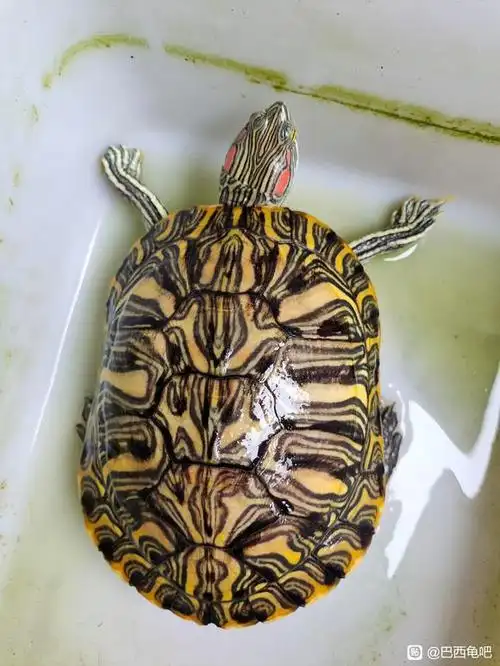 还原巴西龟最真实的美,献给那些热爱巴西龟的玩家