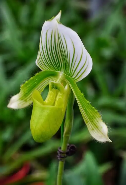 一株兜兰育出国王皇后