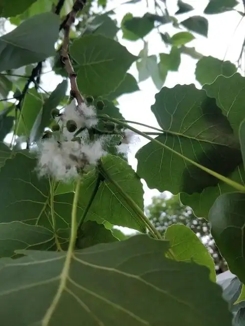 又到杨絮飘舞的季节