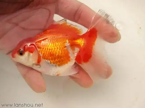 精品f1泰狮,巨人狮.