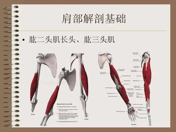 肩部解剖基础   肱二头肌长头,肱三头肌