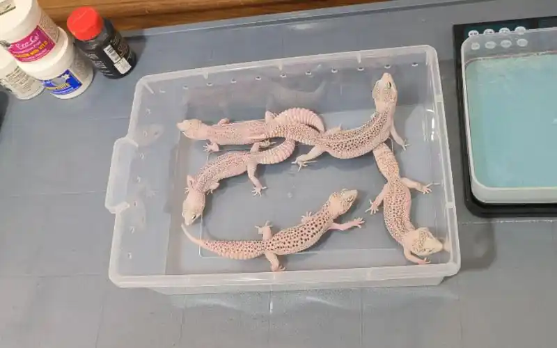 听说你喜欢银河派 #豹纹守宫银河派 日常体检