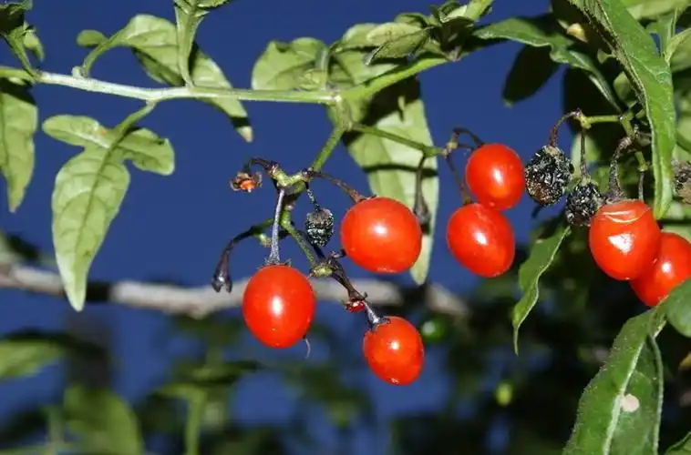 海红豆是什么植物的种子_海红豆是什么植物的种子呢