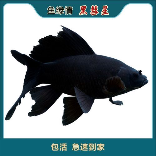 黑彗星黑草金黑锦鲤锦鲫冷水观赏鱼黑金龙凤锦鲤长短尾好养1517公分三