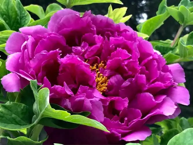 魏紫牡丹 迷人色彩 鲜艳浓郁 芳香无比.