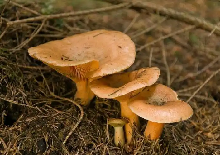 图为生长在腐烂松针中的松菇