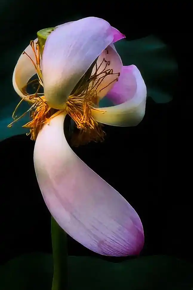 《凋零之美》 荷花凋零,并非生命的终结,而是一场诗意的谢幕