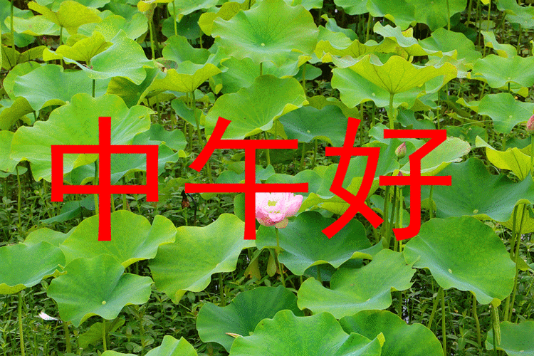 中午好的问候语简单(中午好高情商问候)