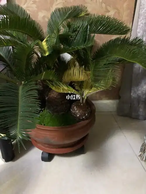 请教大家这个菠萝铁树还能要吗我不懂养花不要喷我谢谢大家