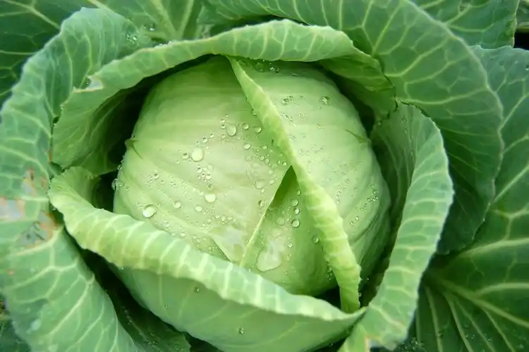 普通的卷心菜,竟然被视为万能药,到底有什么奇效?