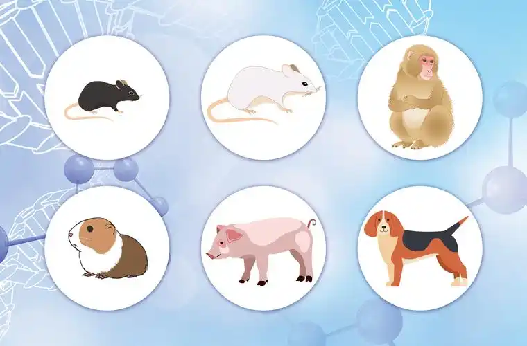 小鼠模型,实验动物模型,动物造模,动物实验外包,整体课题服务-深圳市