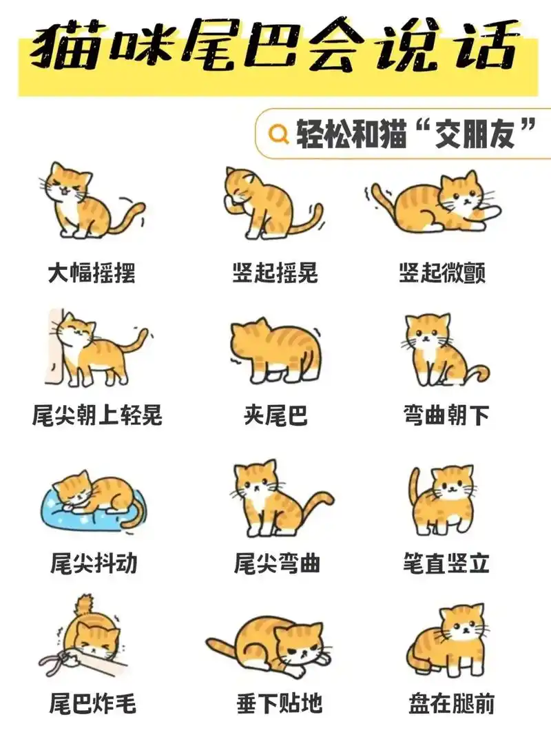 转载|猫咪92的尾巴你懂多少?