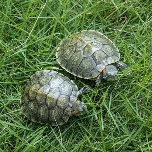 宠物龟巴西龟 活体鲜活小乌龟观赏龟 批发零售 养殖场直供