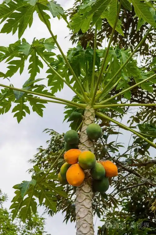 在园内泰国木瓜树