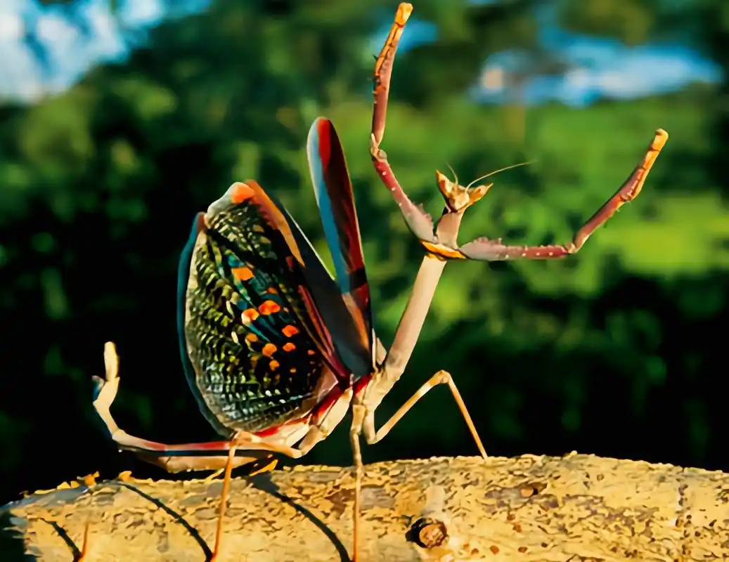 每天认识一种动物——巨型非洲棍螳螂 巨型非洲棍螳螂别名猫眼螳螂